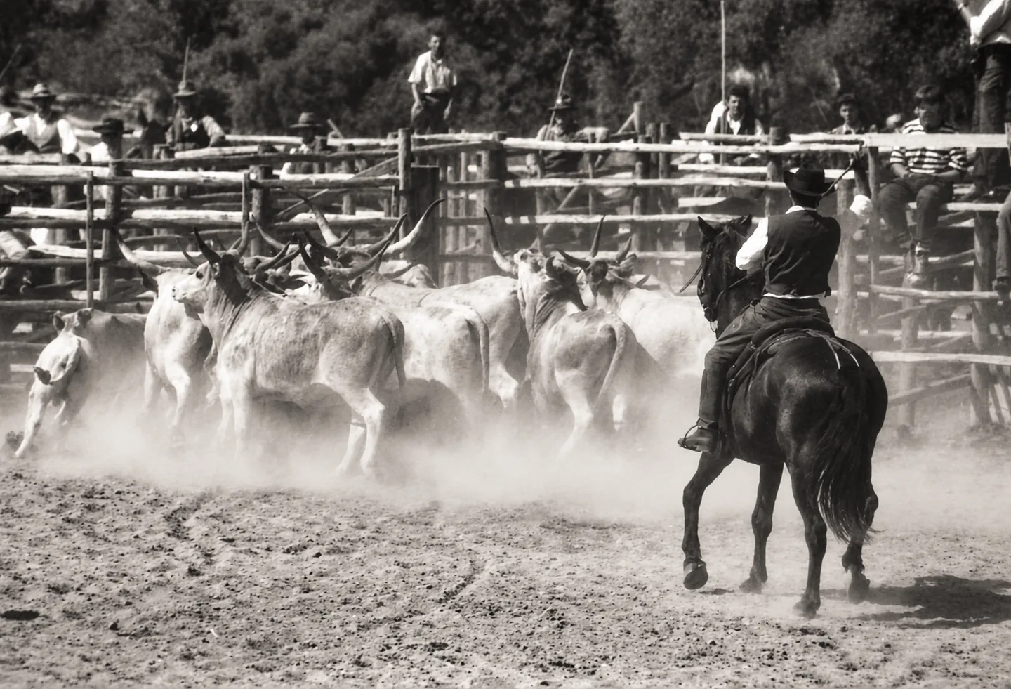 Il buttero al lavoro, fotografia di Andrea Fadini